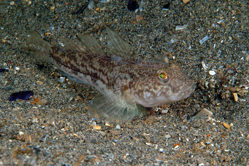 Gobius niger